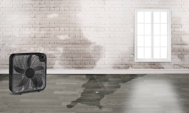 Best Basement water damage restoration  in Lexington, TN