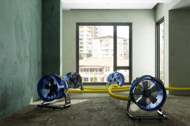 Best Water damage cleanup near me  in Lexington, TN